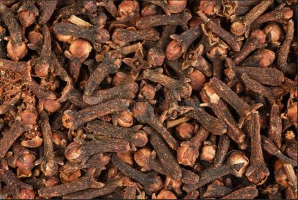 Nelken Gewürz